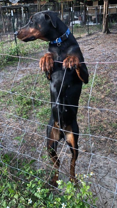 MY BLUESTARS EUROPEAN PUPPIES breeder image 3