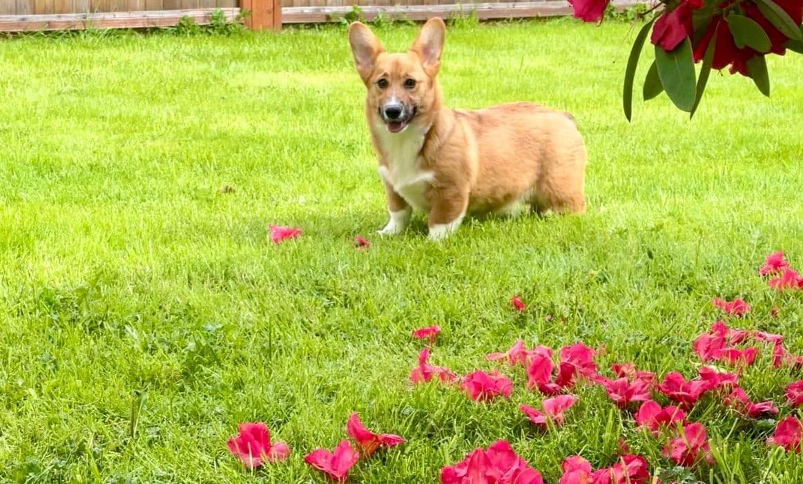 Pembroke Welsh Corgi Puppies breeder image 2