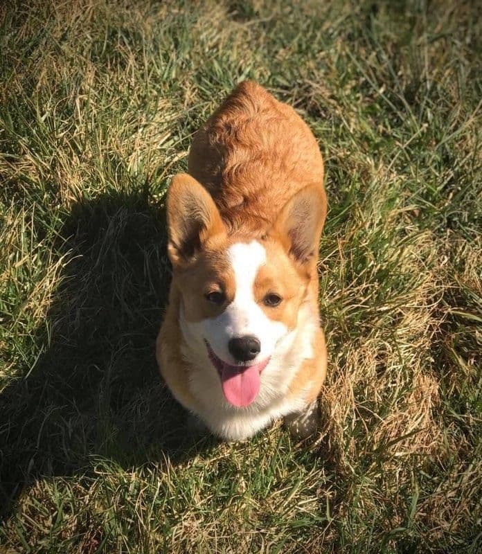 Pembroke Welsh Corgi Puppies breeder image 4