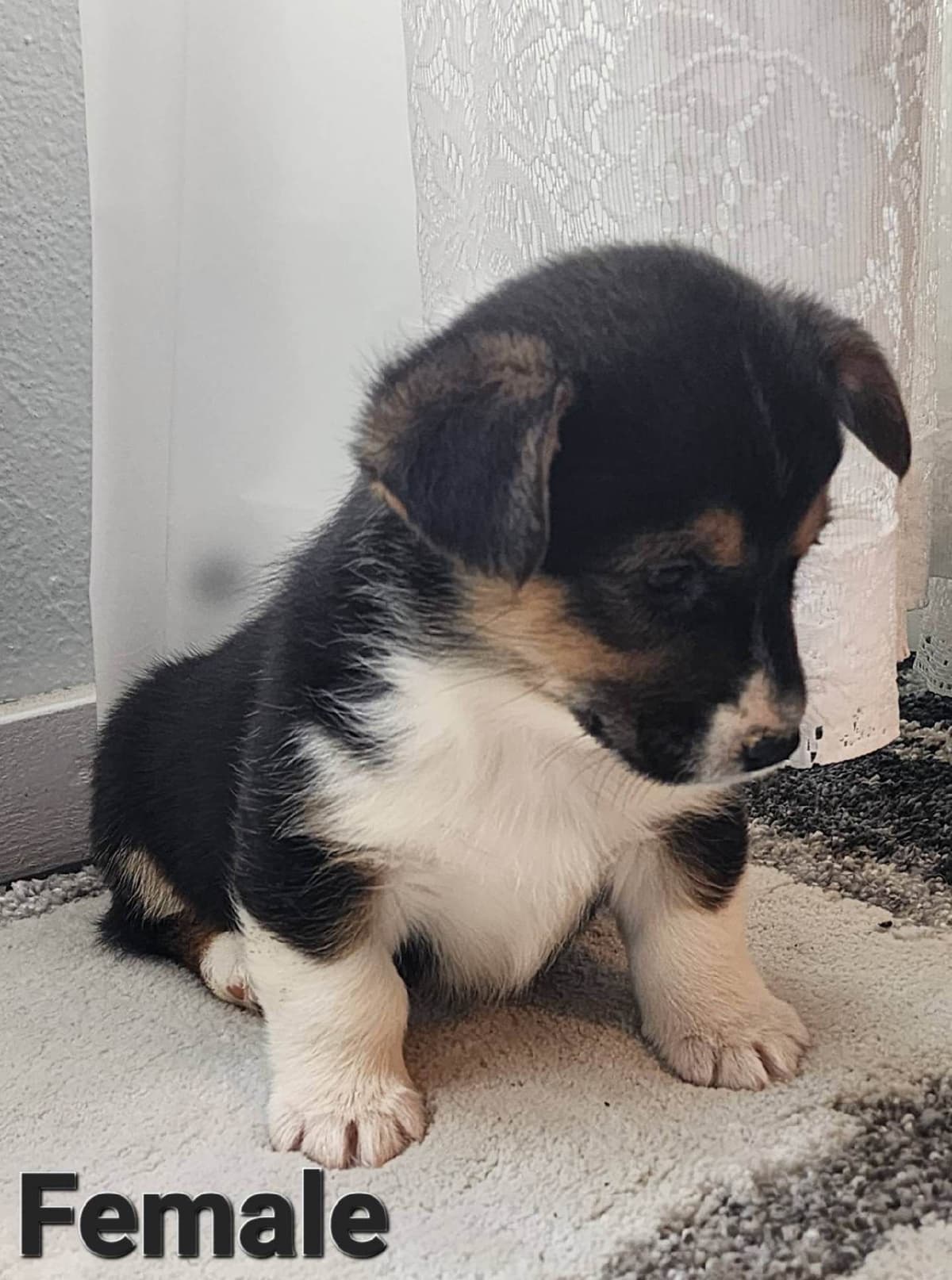 Pembroke Welsh Corgi Puppies breeder image 24