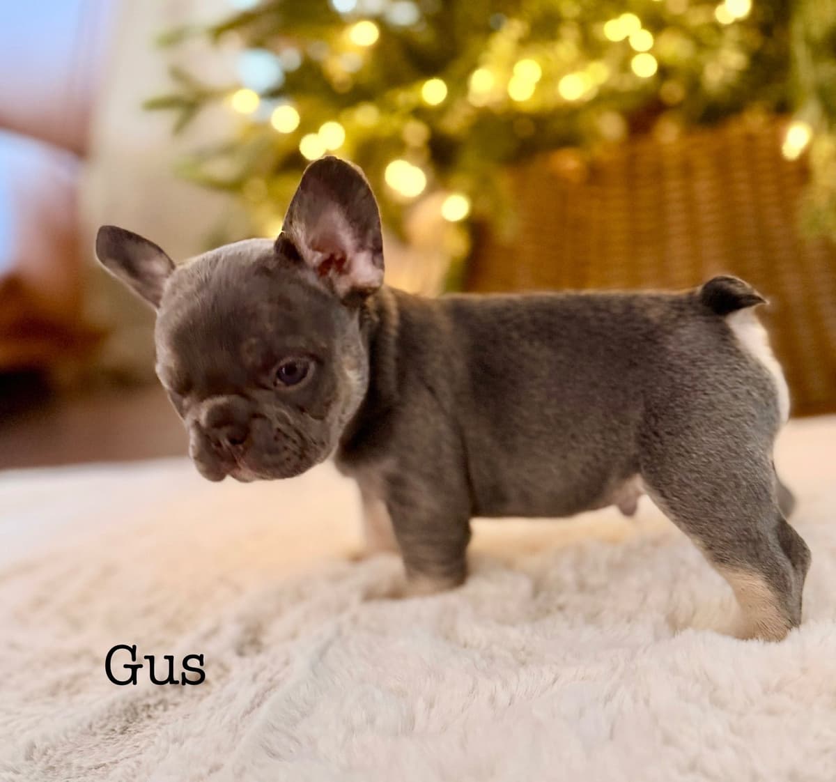 AKC French bulldog puppy breeder image 8