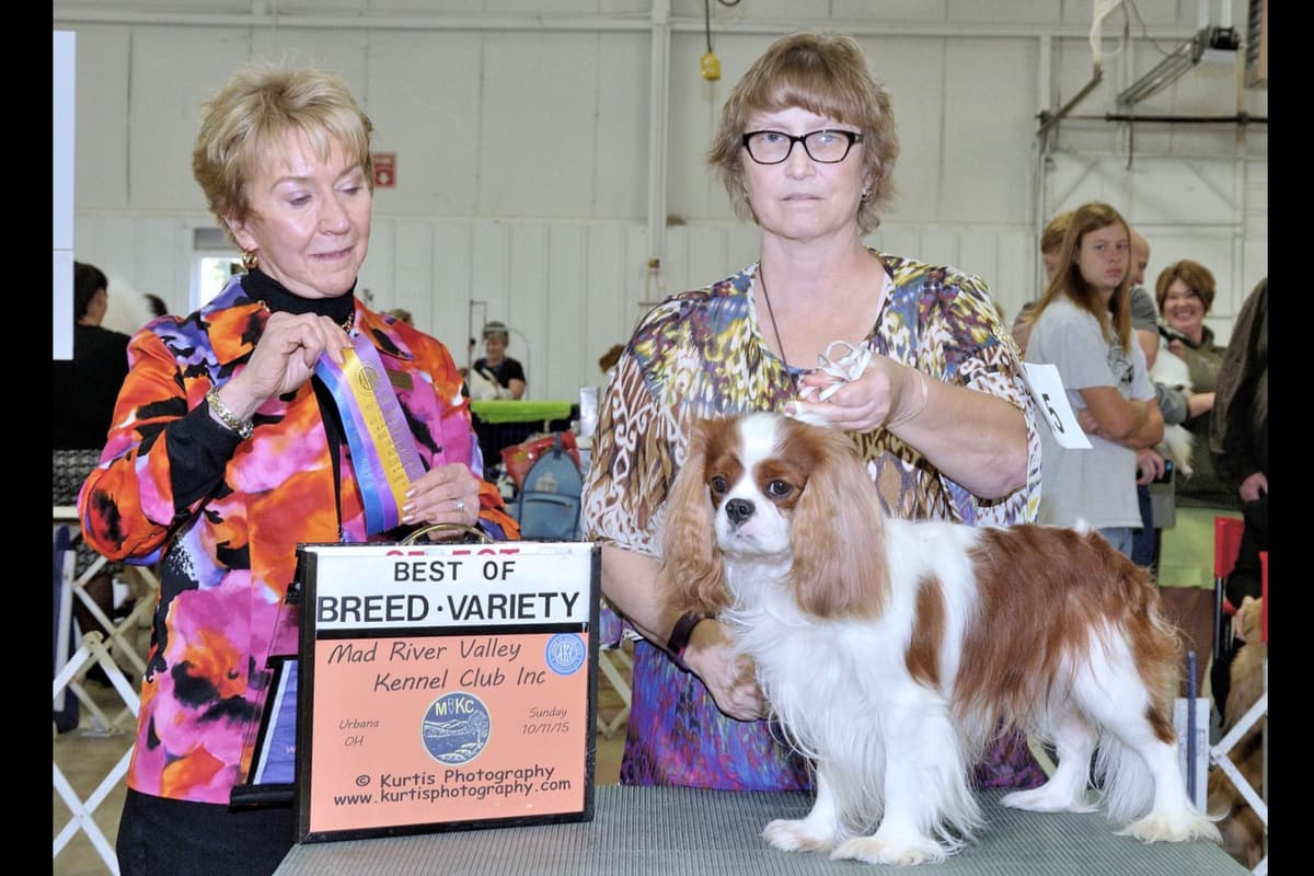 Cavalier King Charles Spaniel Puppies breeder image 4