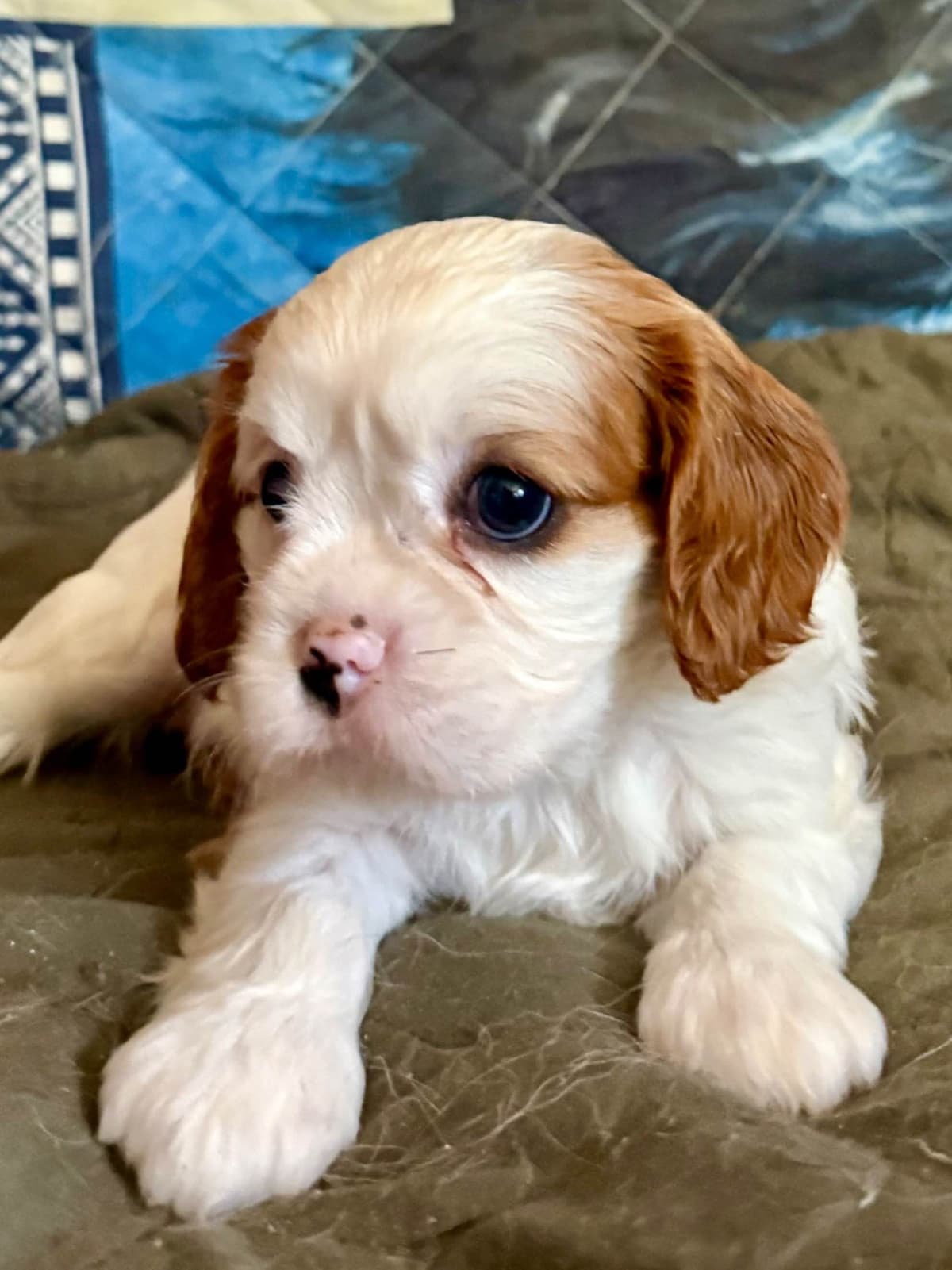 Cavalier King Charles Spaniel Puppies breeder image 19