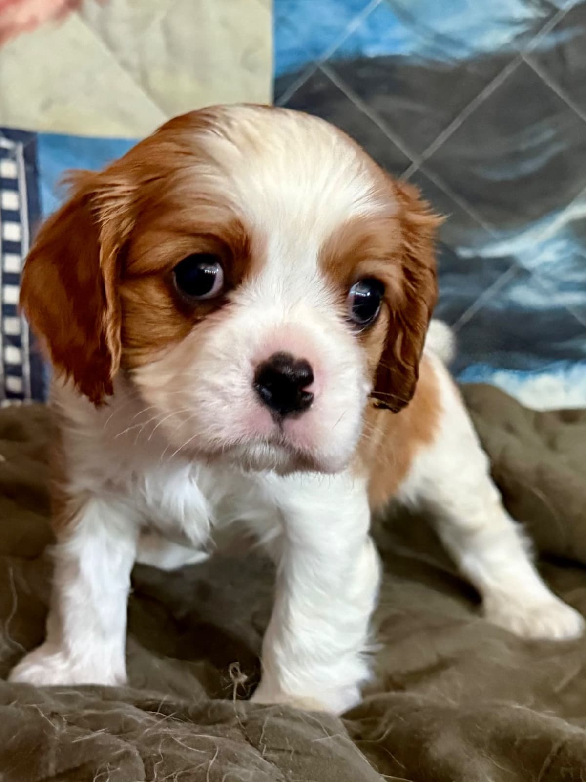 Cavalier King Charles Spaniel Puppies breeder image 28