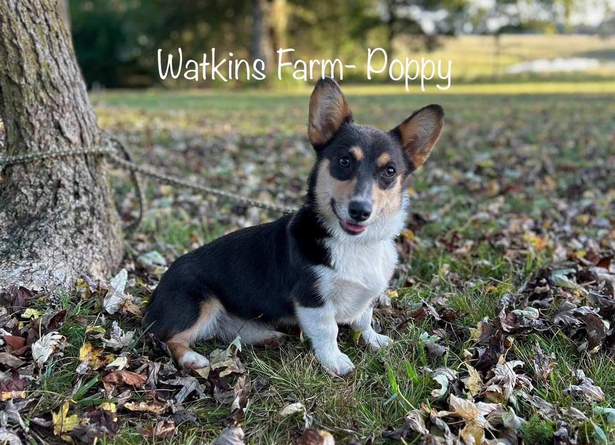 Australian Shepherd Puppies breeder image 5