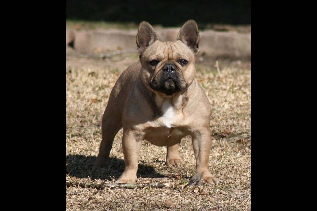 French Bulldog Puppies breeder image 7