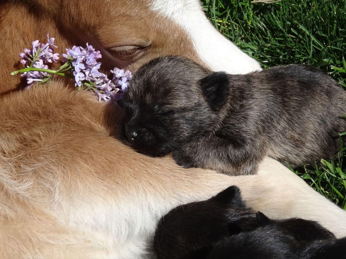 Cairn Terrier Puppies breeder image 6