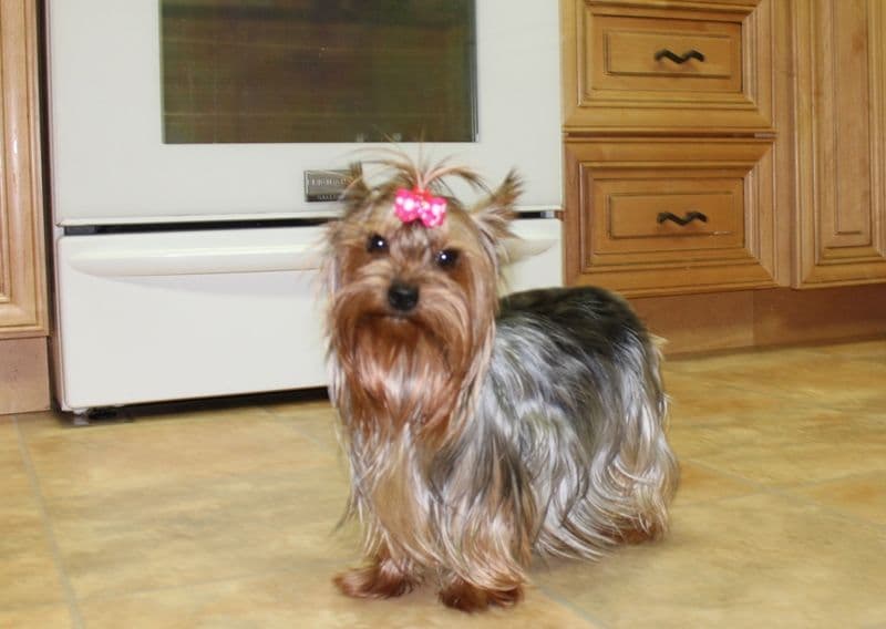 Maltese Puppies - (509)680-0180 - Maltese for Sale in Washington state breeder image 4