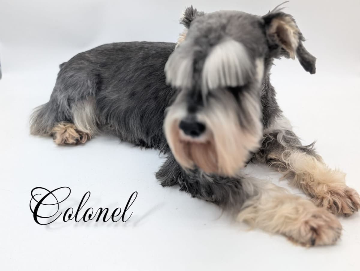 Miniature Schnauzer Puppy breeder image 1