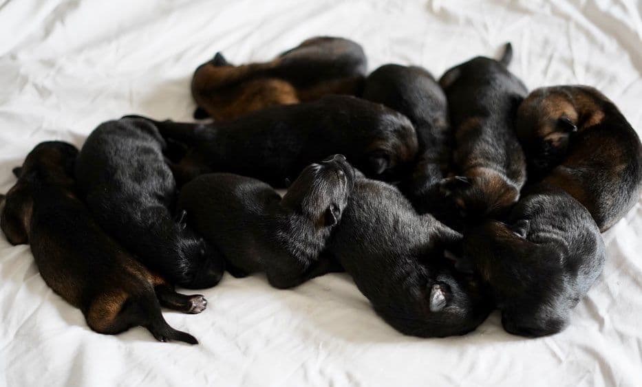 Top Working Bloodline German Shepherd Puppies breeder image 21