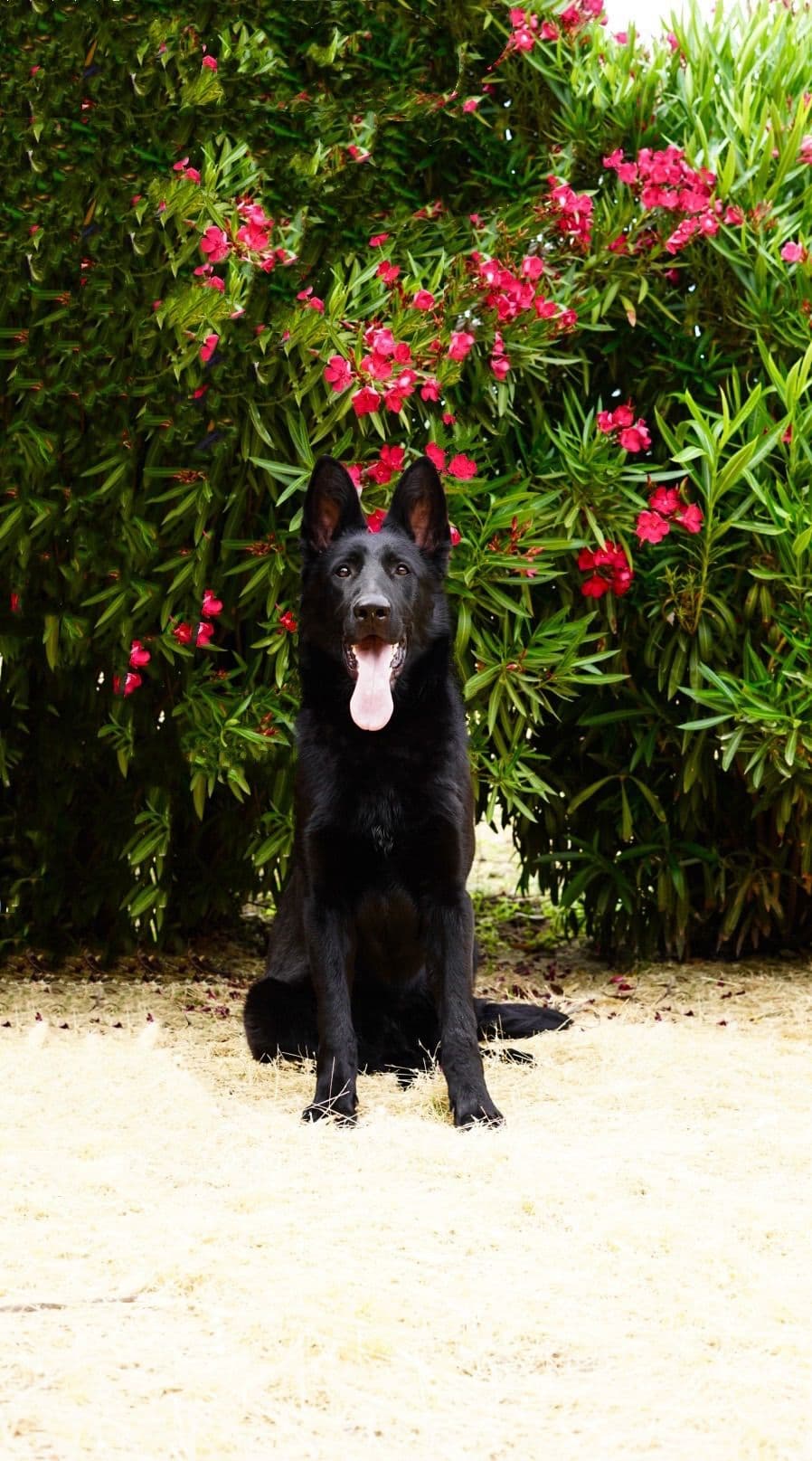 Top Working Bloodline German Shepherd Puppies breeder image 30