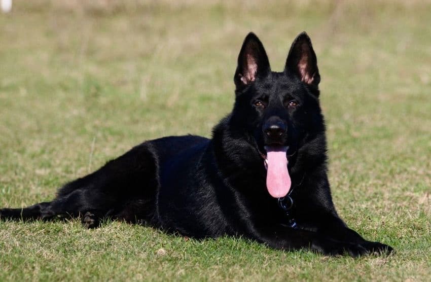 Top Working Bloodline German Shepherd Puppies breeder image 10