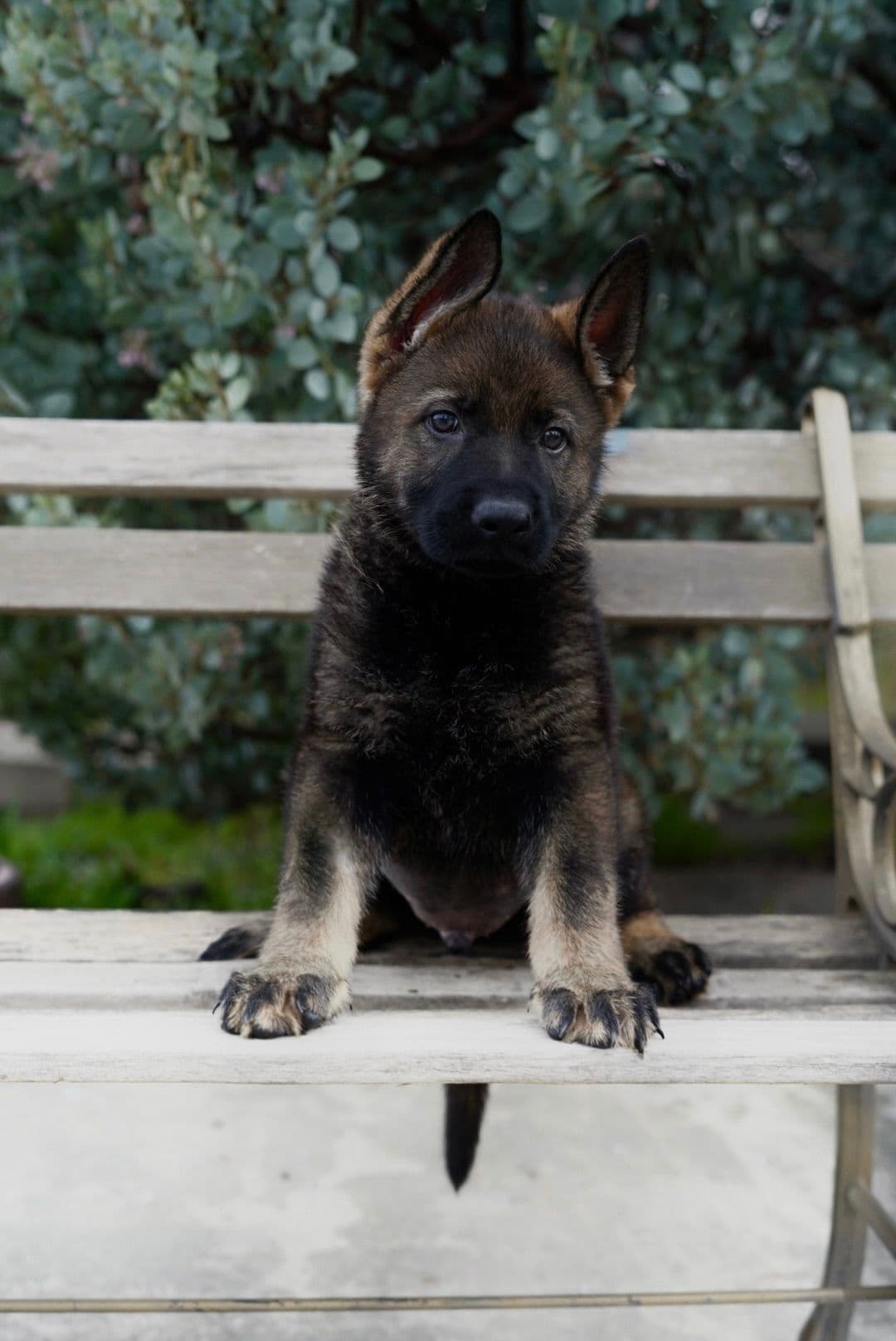 Top Working Bloodline German Shepherd Puppies breeder image 9