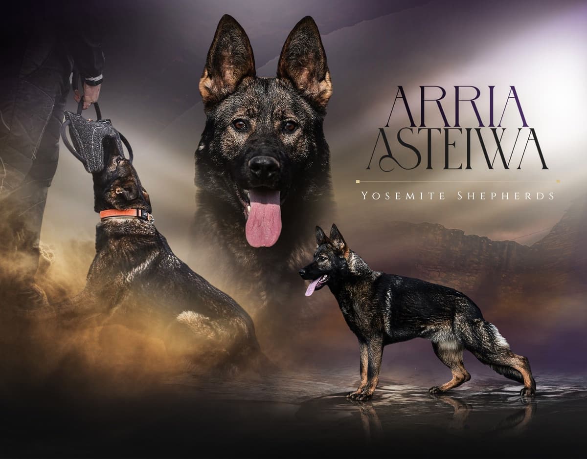 Top Working Bloodline German Shepherd Puppies breeder image 3