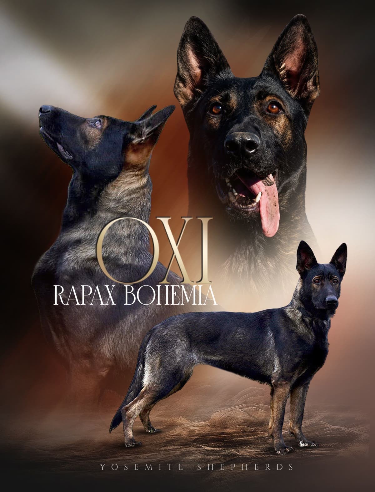 Top Working Bloodline German Shepherd Puppies breeder image 4