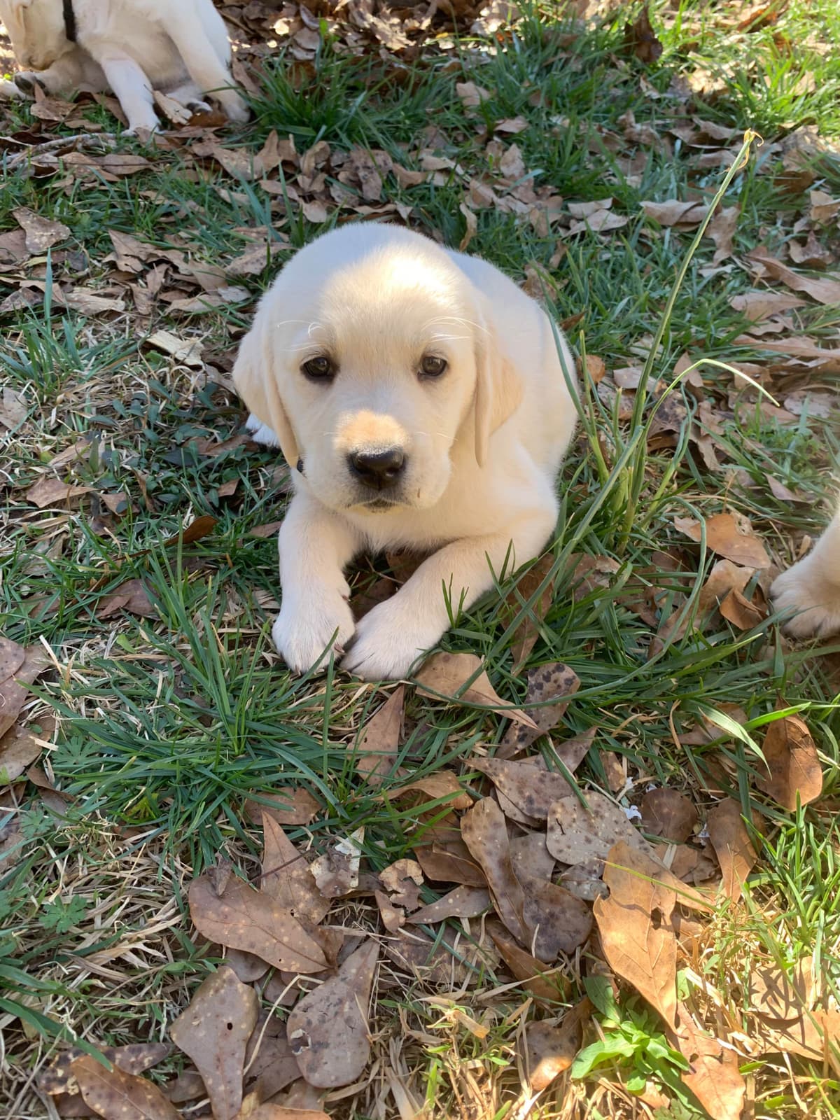 English Yellow Labrador Retriever Puppies breeder image 6