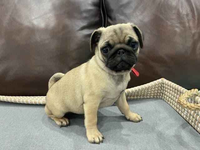 Pug Puppies - Visit OhanaPugs.com breeder image 8