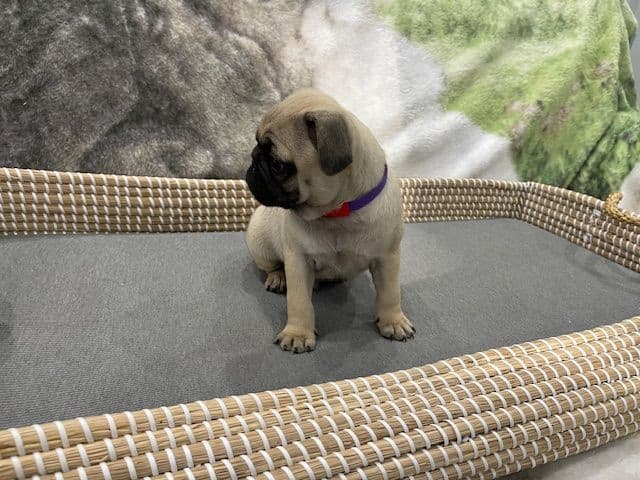 Pug Puppies - Visit OhanaPugs.com breeder image 17
