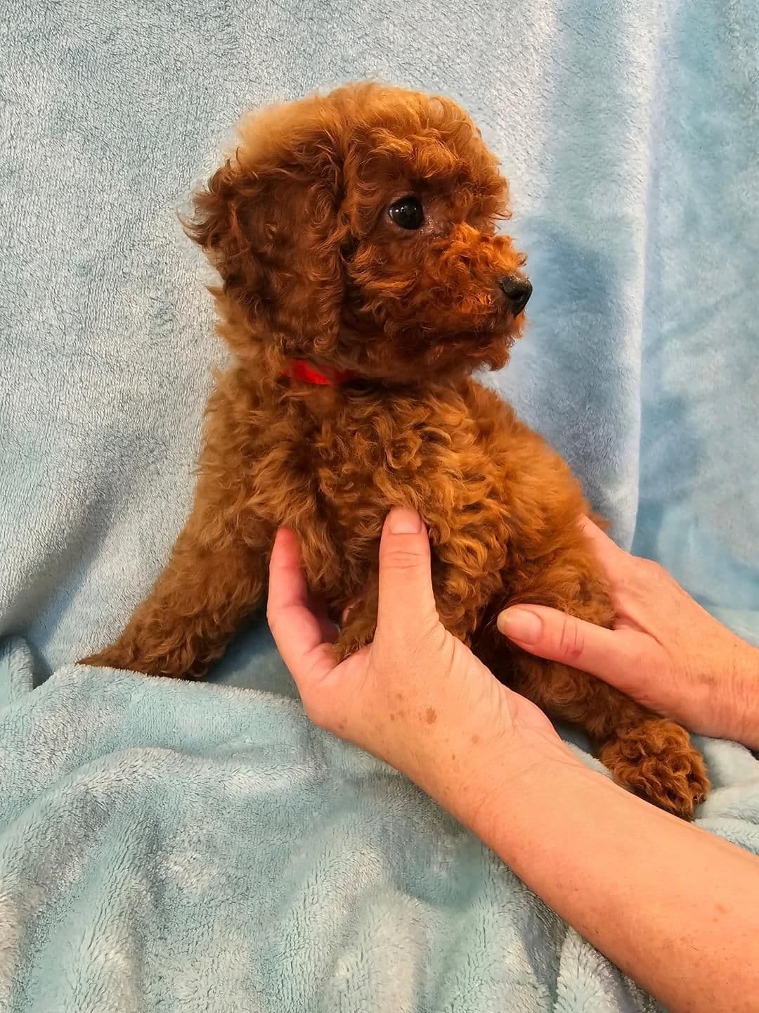 AKC Champion Lineage Poodle Puppy breeder image 4