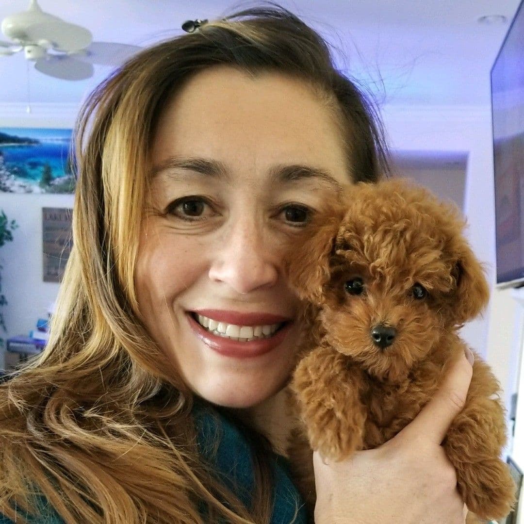 AKC Champion Lineage Poodle Puppy breeder image 6