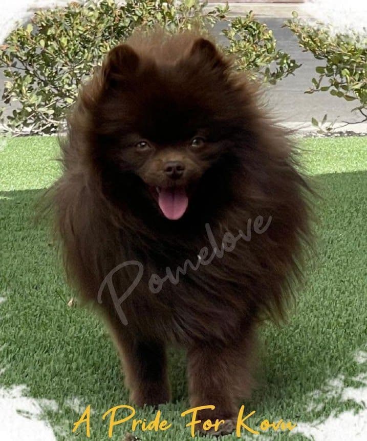 Pomeranian Puppies breeder image 7