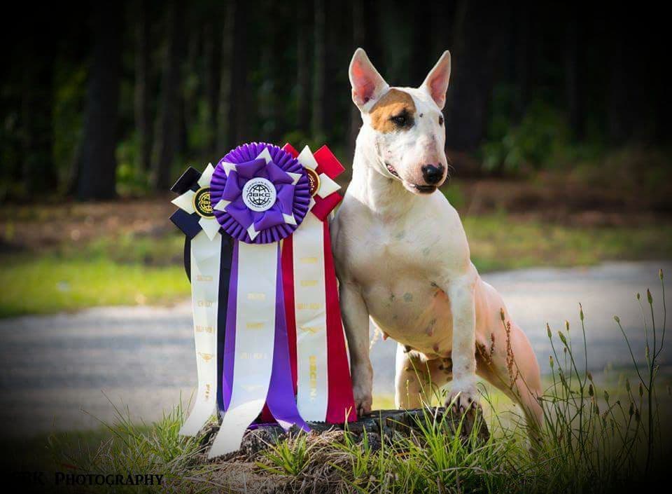 Bull Terrier Puppies breeder image 18