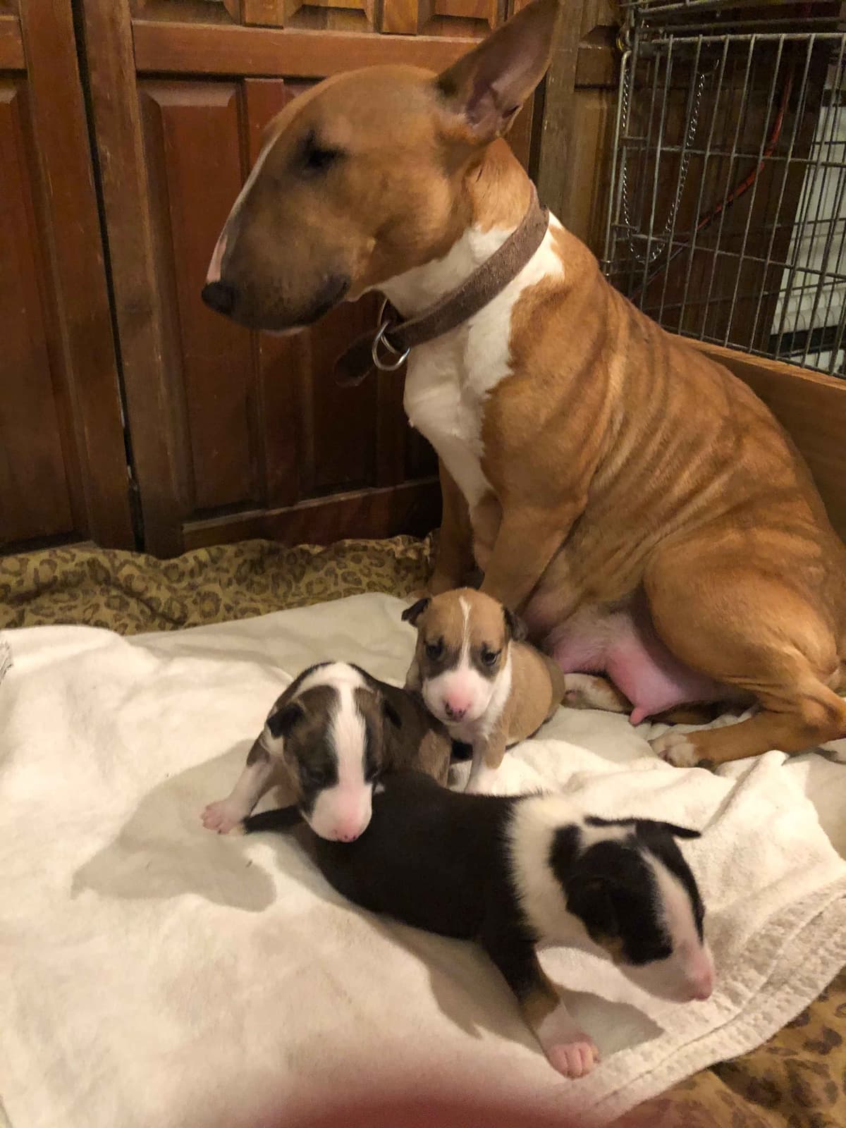 Bull Terrier Puppies breeder image 24