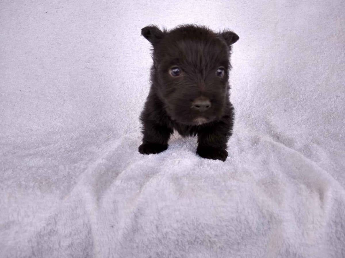 Scottish Terrier Puppies breeder image 9