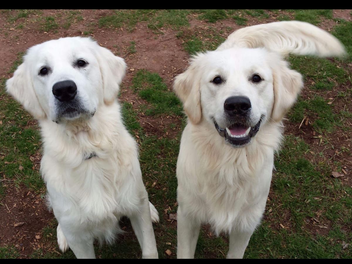 *New Litter DOB 3/19/26 * Pride x Luna puppies available 5/26 breeder image 34