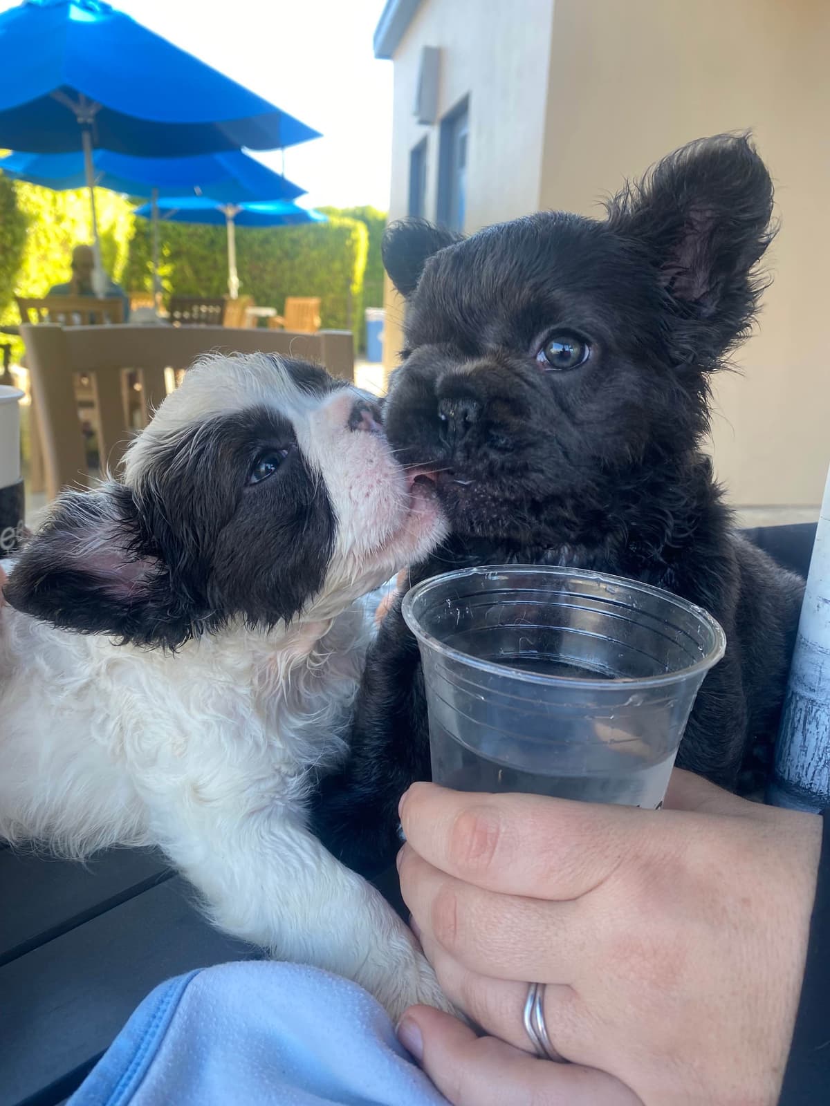 French Bulldog Puppies European Champions bloodline breeder image 6