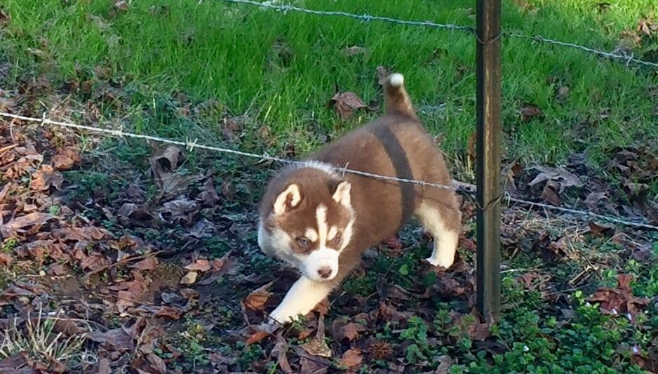 Siberian Husky Puppies breeder image 15