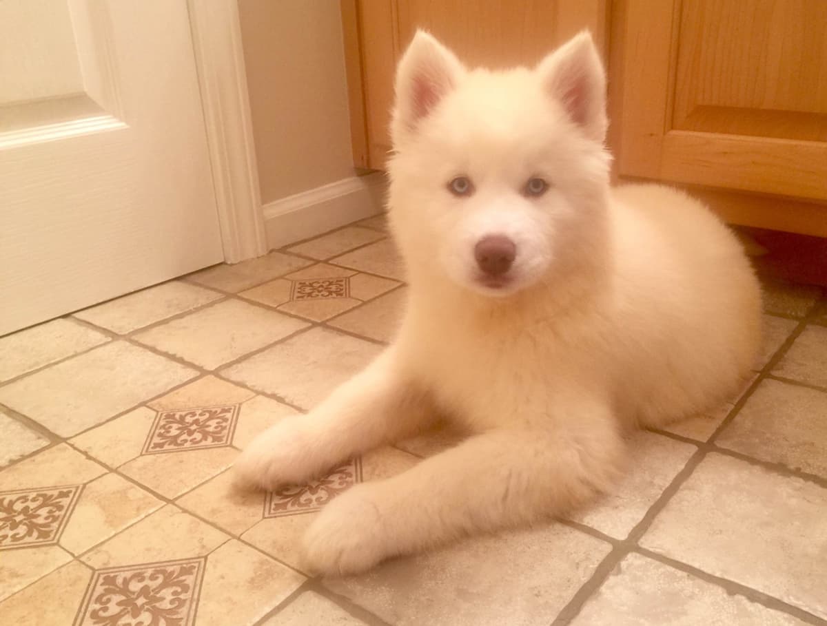 Siberian Husky Puppies breeder image 21