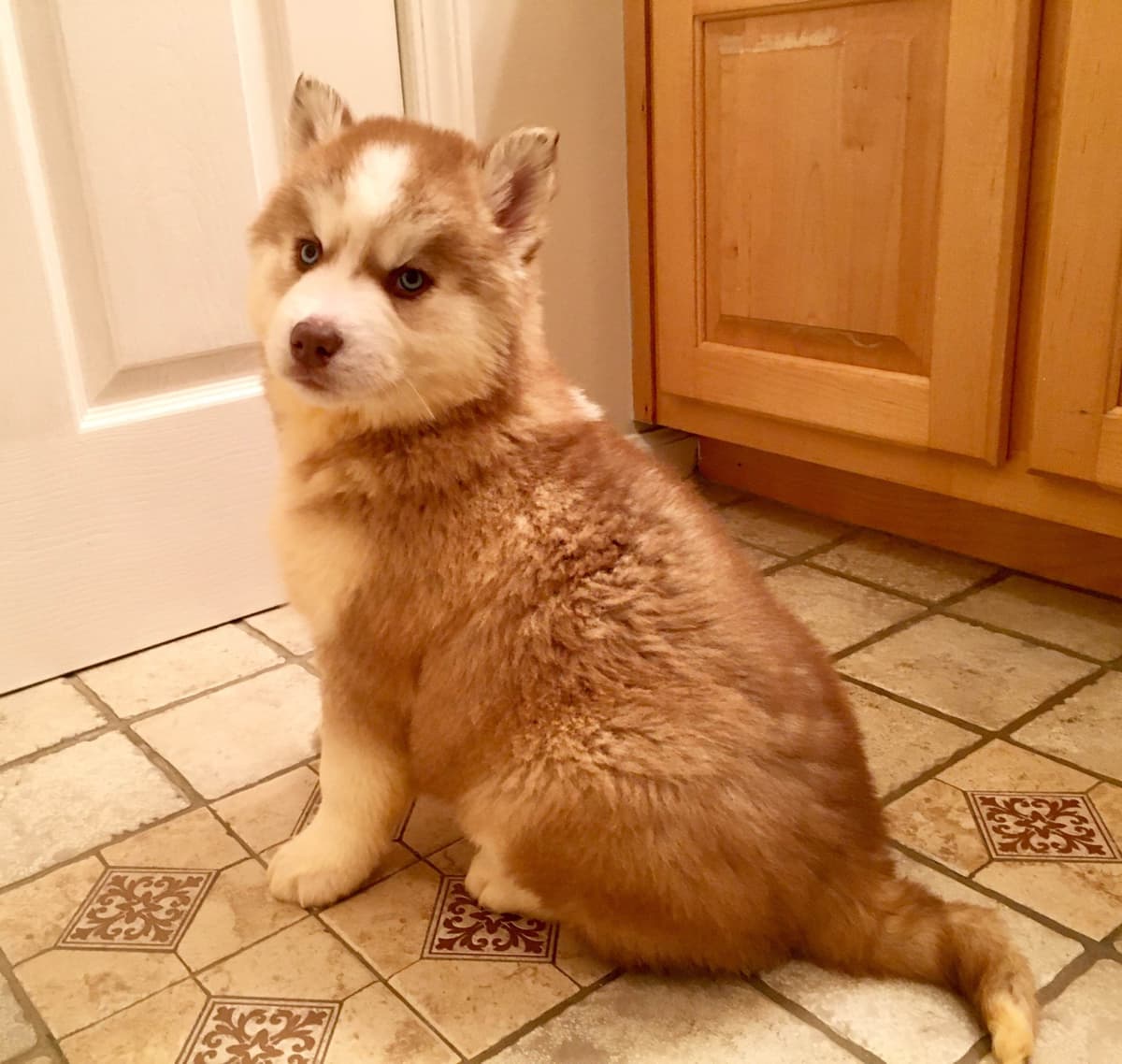 Siberian Husky Puppies breeder image 20