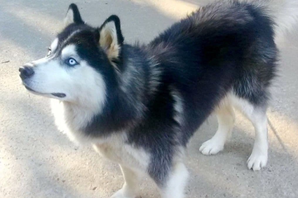 Siberian Husky Puppies breeder image 23