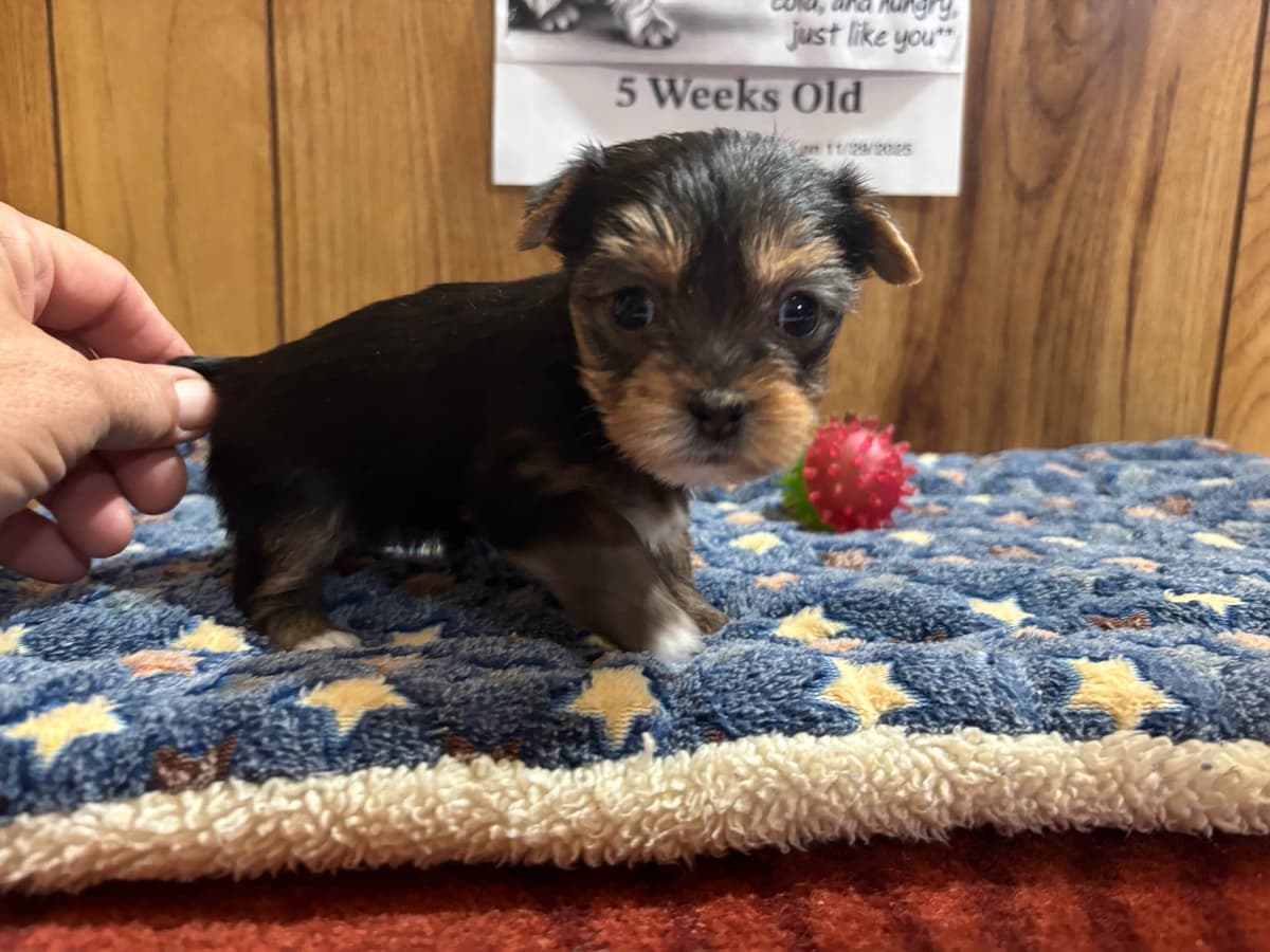 Yorkshire Terrier Puppies breeder image 1
