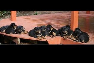 Champion Sired Rottweiler Puppies breeder image 5