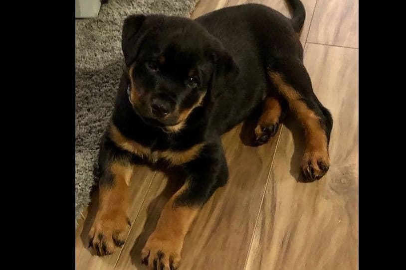 Champion Sired Rottweiler Puppies breeder image 7