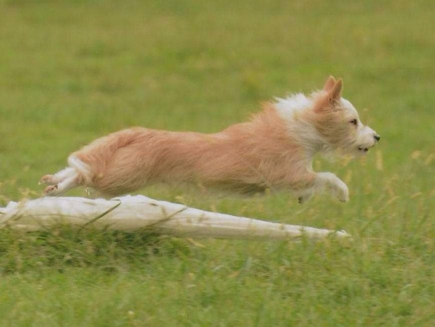 Portuguese Podengo Pequeno Puppies breeder image 1