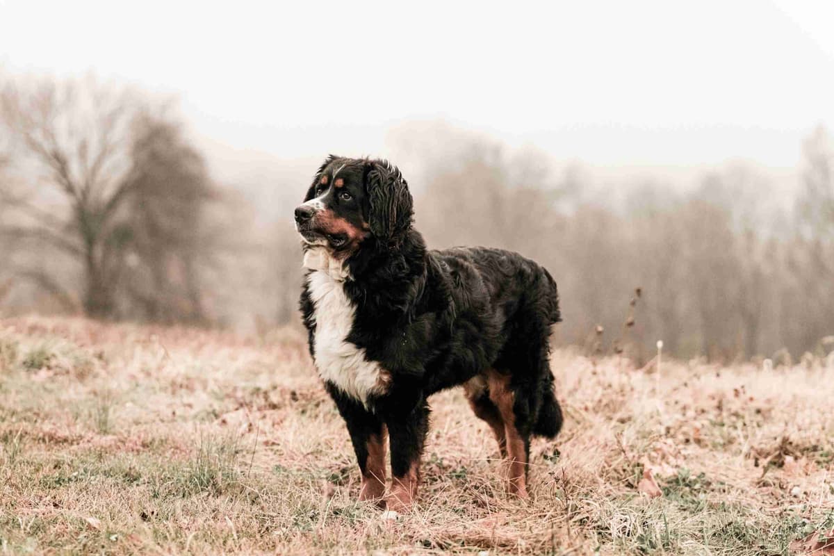Bernese Mountain Dog Puppies breeder image 3