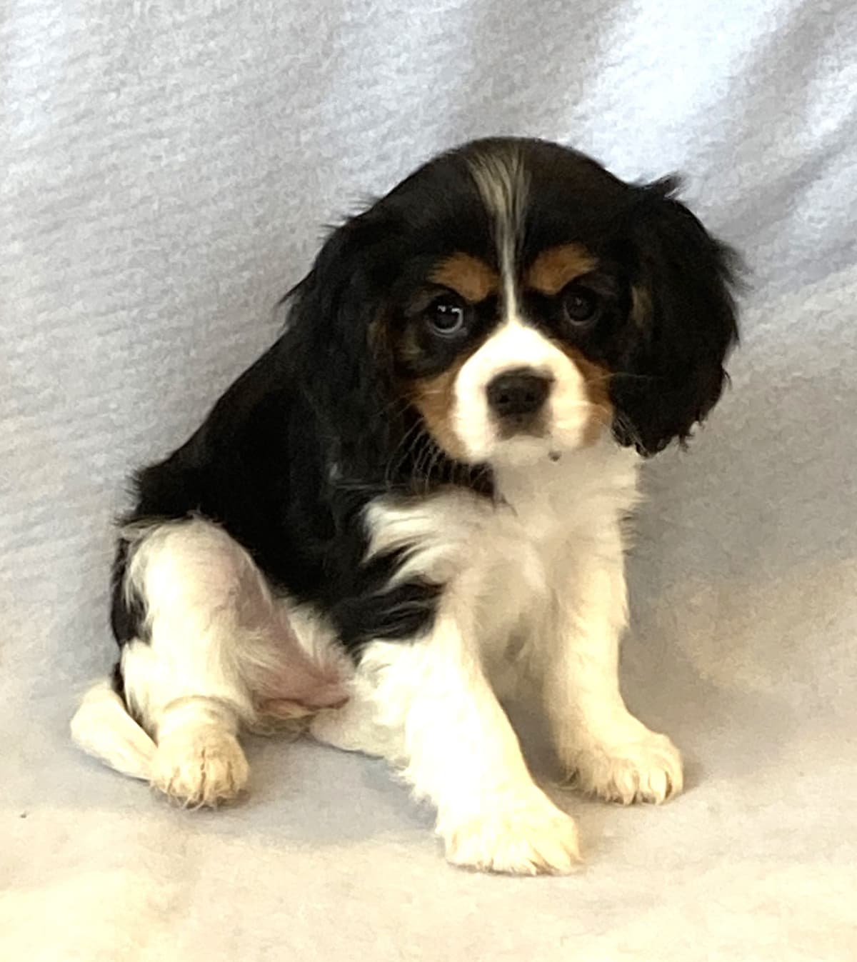 Adorable Cavalier King Charles Spaniel Puppies breeder image 16