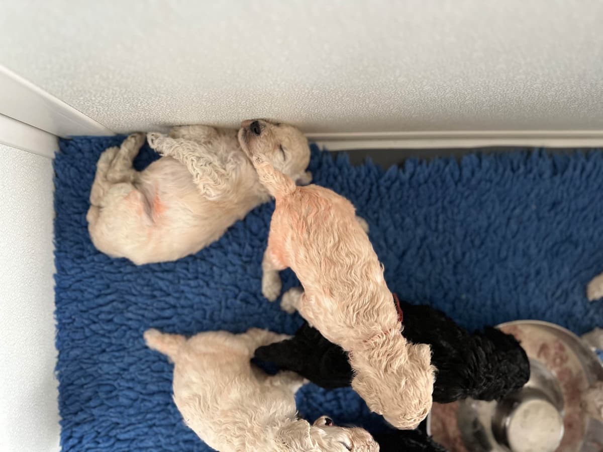 Poodle Puppies breeder image 5