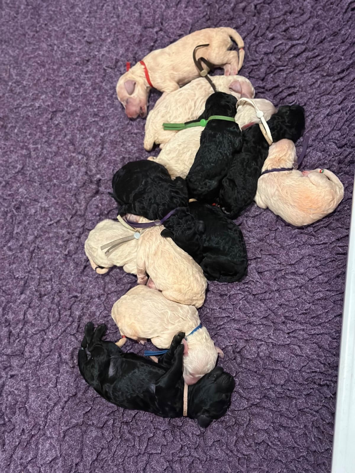 Poodle Puppies breeder image 7