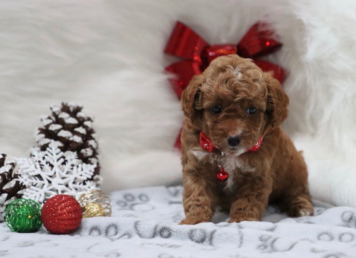 🏅Cavalier King Charles Spaniel Puppies❤️ breeder image 7
