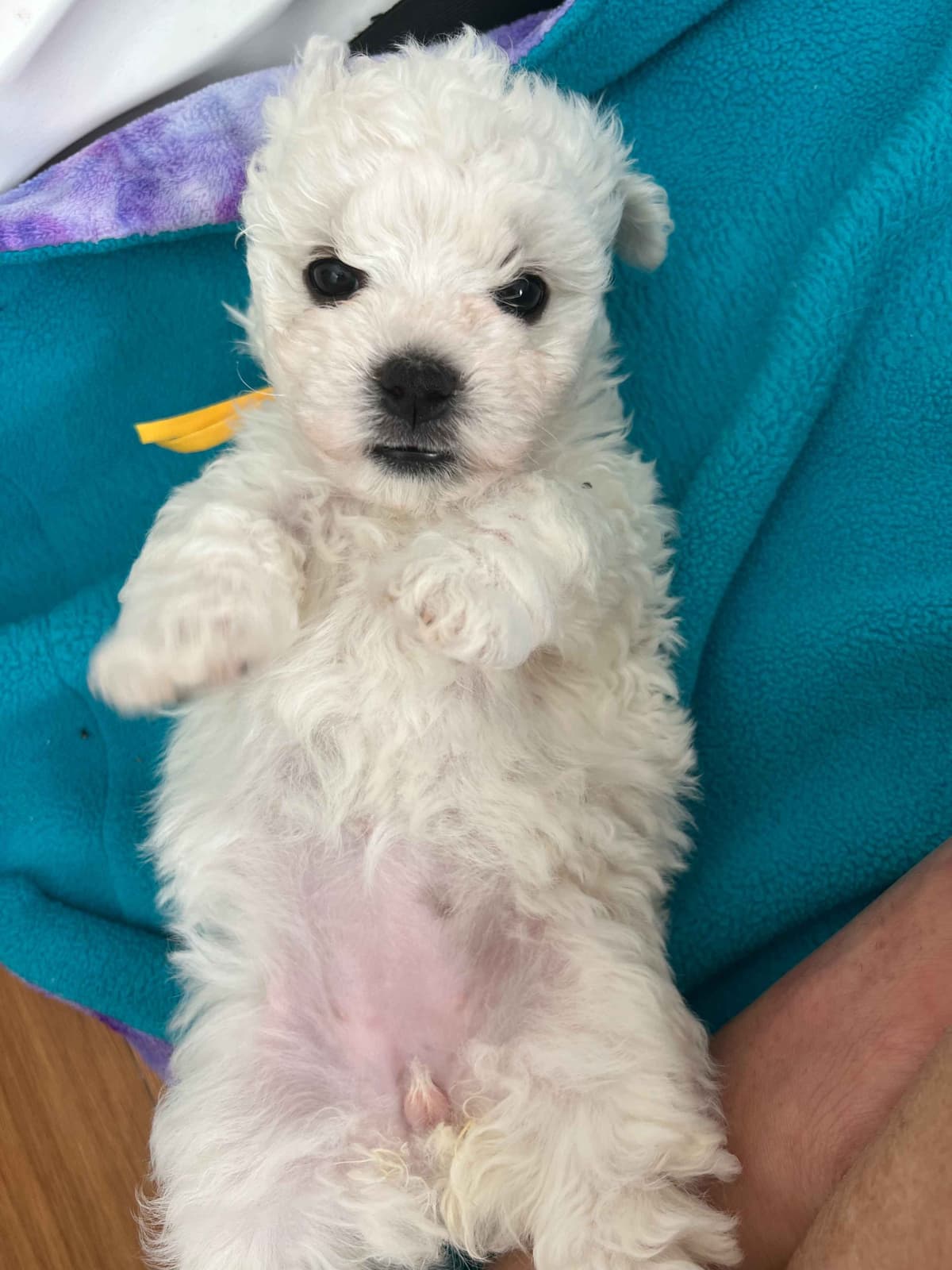 Bichon Frise Puppies breeder image 10