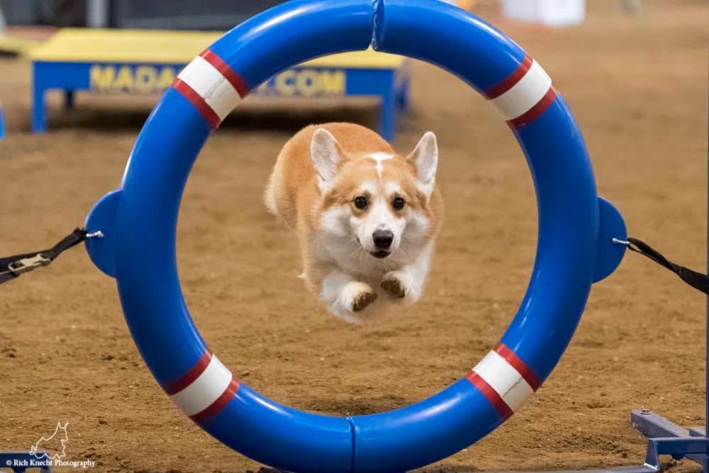 Pembroke Welsh Corgi Puppies breeder image 2