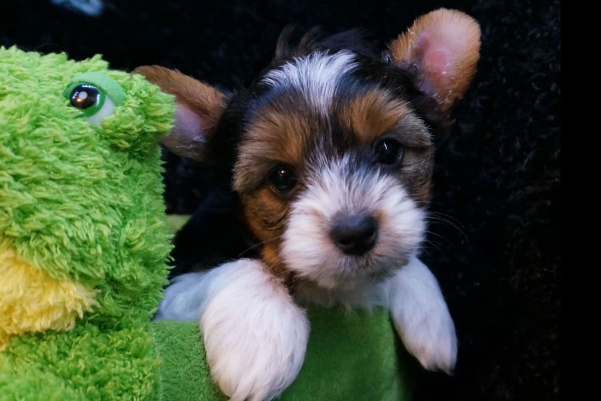 Biewer Terrier Puppies breeder image 4