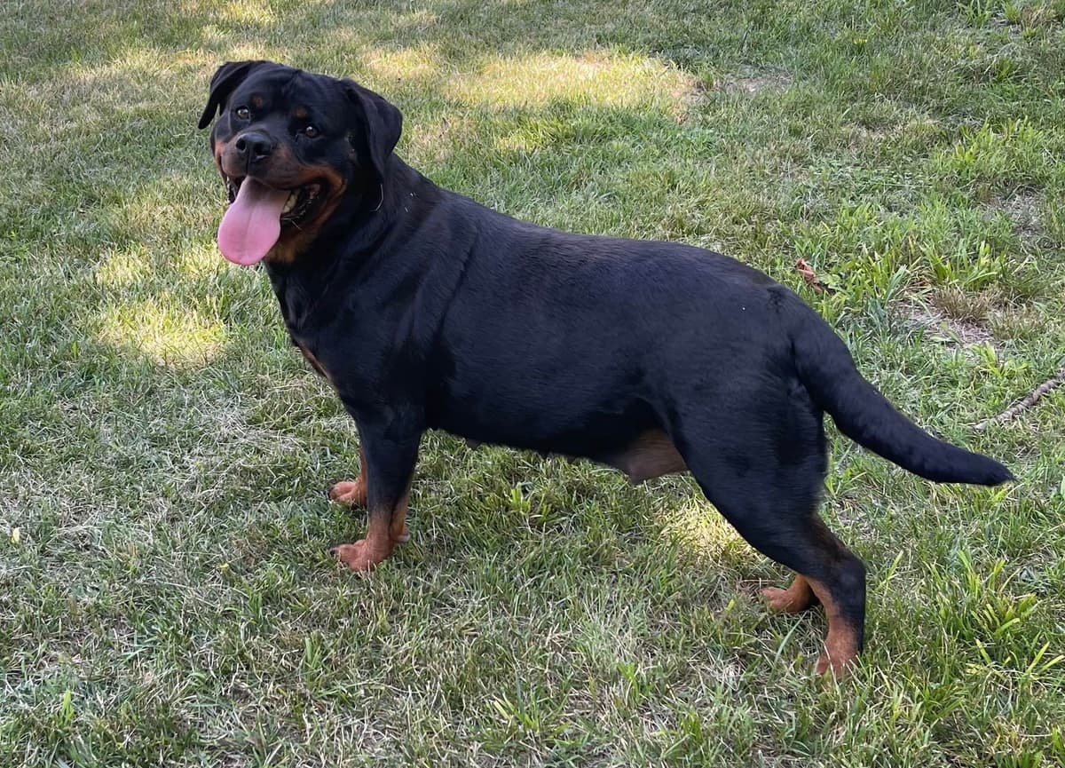Rottweiler Puppies breeder image 7