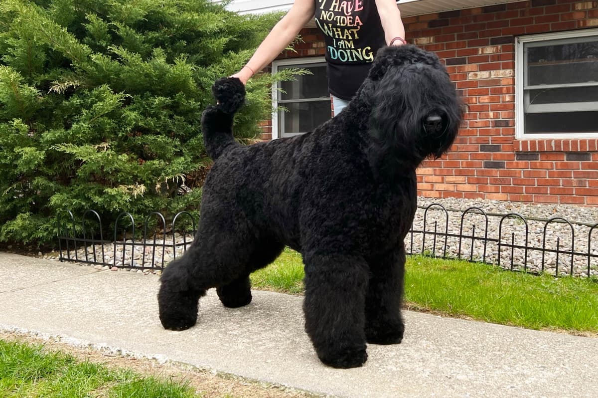 Black Russian Terrier Puppies breeder image 10