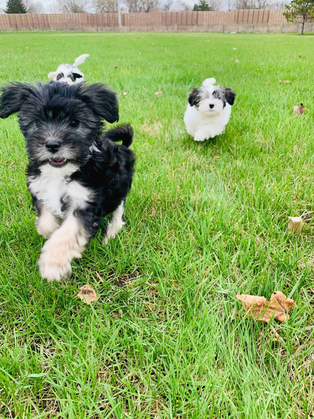 Greater Swiss Puppies raised on advanced training and socialization breeder image 23