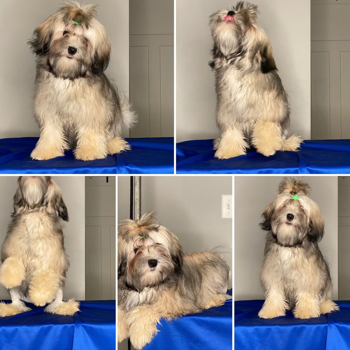 Greater Swiss Puppies raised on advanced training and socialization breeder image 48